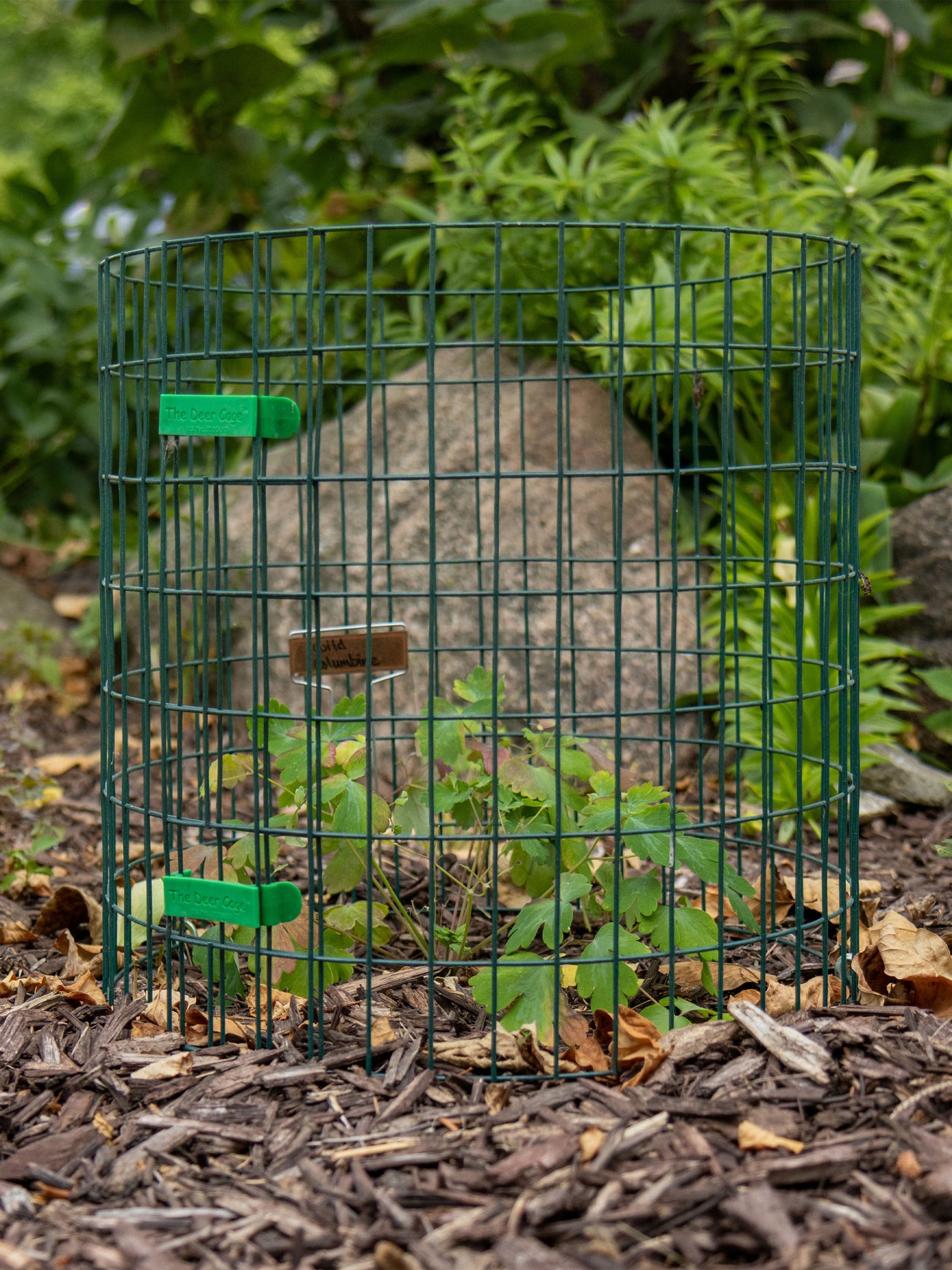 Deer Cage Company Rabbit Cages. Front view showing the barrier protecting the plant.