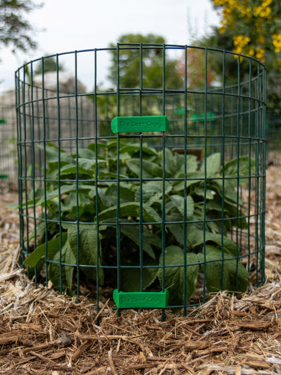 Deer Cage Company showing the rabbit cages. These protect all of your small planting from rabbits. 