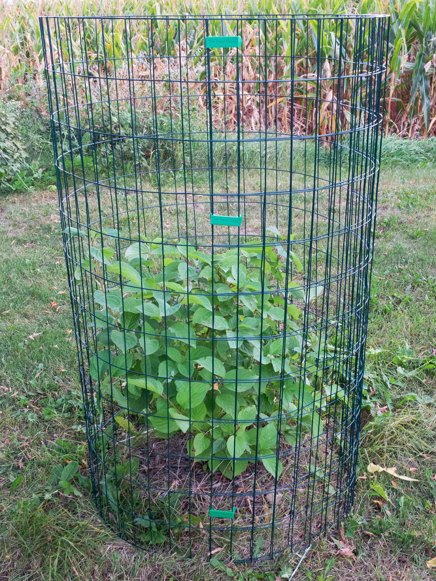 The Deer Cage