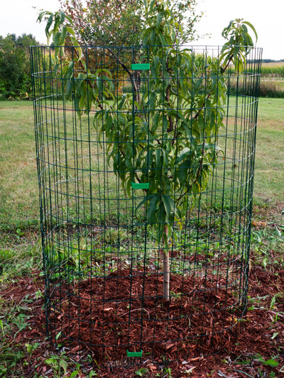 The Deer Cage